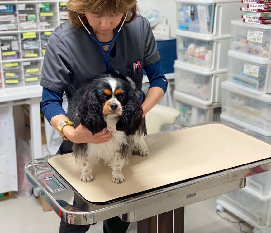 ベル動物病院 院長 鈴木 玲子先生